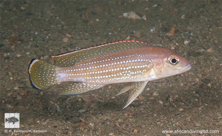 Neolamprologus tetracanthus 'Lusungura Point'